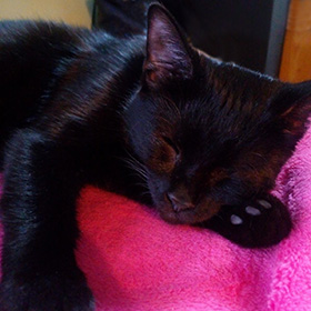 cat